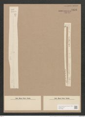 Synedra acus var. delicatissima (W. Sm.) Grun. (de-Toni-Nr.: Genus 66, Species 2590) Zeichnungen Sammlung Grunow Nr. 5276 (NHMW-BOT-W0373660)